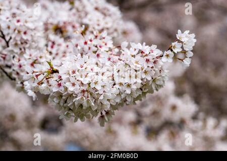 Weiße Blüten eines japanischen Kirschbaums von Somei Yoshino (Prunus × yedoensis) in voller Blüte. Stockfoto