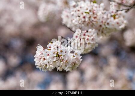 Weiße Blüten eines japanischen Kirschbaums von Somei Yoshino (Prunus × yedoensis) in voller Blüte. Stockfoto