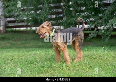 Der niedliche airedale Terrier steht auf einem grünen Gras im Sommerpark. Haustiere. Reinrassige Hündin. Stockfoto