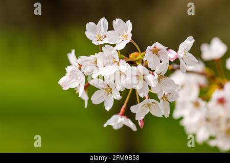 Weiße Blüten eines japanischen Kirschbaums von Somei Yoshino (Prunus × yedoensis) in voller Blüte. Stockfoto