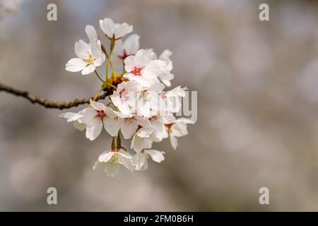 Weiße Blüten eines japanischen Kirschbaums von Somei Yoshino (Prunus × yedoensis) in voller Blüte. Stockfoto