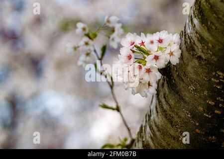 Weiße Blüten eines japanischen Kirschbaums von Somei Yoshino (Prunus × yedoensis) in voller Blüte. Stockfoto