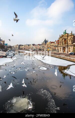 Möwen fliegen auf dem Spaarne-Kanal mit dem alten Teylers Museum am Flussufer, Haarlem, Amsterdam, Nordholland, Niederlande Stockfoto