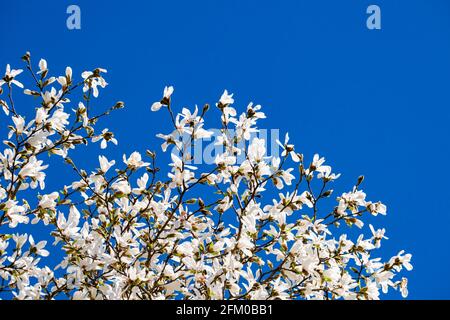 Blüten eines Regenschirm-Magnolienbaums (Magnolia tripetala) in voller Blüte. Stockfoto