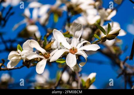 Blüten eines Regenschirm-Magnolienbaums (Magnolia tripetala) in voller Blüte. Stockfoto