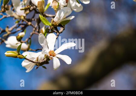 Blüten eines Regenschirm-Magnolienbaums (Magnolia tripetala) in voller Blüte. Stockfoto