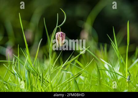 Eine purpurne Schlangenkopfblume (Fritillaria meleagris) blüht auf einer Wiese. Stockfoto