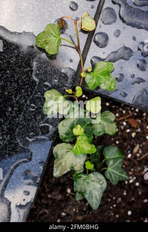 Efeu verzweigt sich auf Granit mit Regentropfen. Vertikaler Rahmen Stockfoto