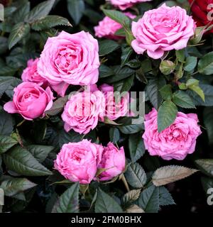 Verschiedene Sorten von Rosen im Freien in einem Blumenbeet als Dekoration des Parks. Frühling Stockfoto