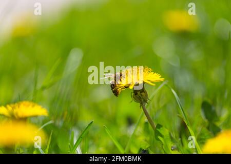 Die Biene auf der Blume im Sommergarten Stockfoto