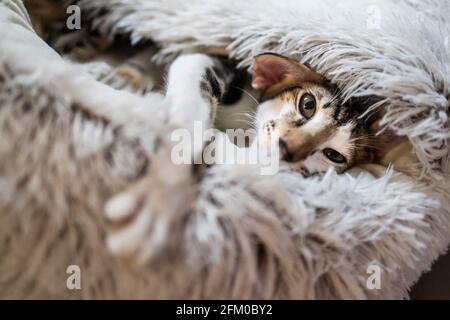Orientalische Kurzhaarkatze, 10 Monate alt. Die Katze liegt in einem Wollbett in Form eines Nestes mit den Pfoten aus. Stockfoto