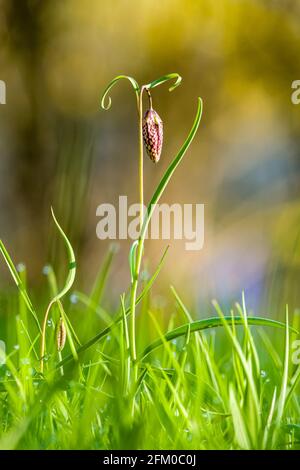 Eine purpurne Schlangenkopfblume (Fritillaria meleagris) blüht auf einer Wiese. Stockfoto