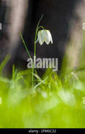 Eine weiße Schlangenkopfblume (Fritillaria meleagris) blüht auf einer Wiese. Stockfoto