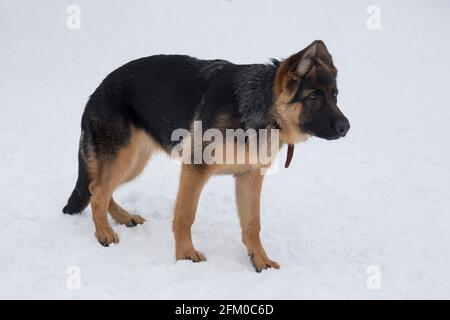 Der süße deutsche Schäferhund-Welpe steht auf weißem Schnee im Winterpark. Vier Monate alt. Haustiere. Reinrassige Hündin. Stockfoto
