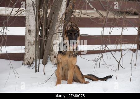 Netter deutscher Schäferhund Welpe schaut auf die Kamera. Im Winterpark. Vier Monate alt. Haustiere. Reinrassige Hündin. Stockfoto