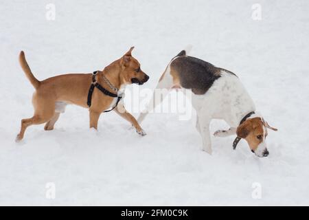 Der russische Hund und der amerikanische Pitbull-Terrier-Welpe laufen auf einem weißen Schnee im Winterpark. Haustiere. Reinrassige Hündin. Stockfoto