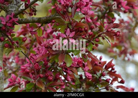 Eine Fülle von dunkelrosa Blüten des Malus x moerlandsii Überfülle Überfülle von Krebsapfel Stockfoto