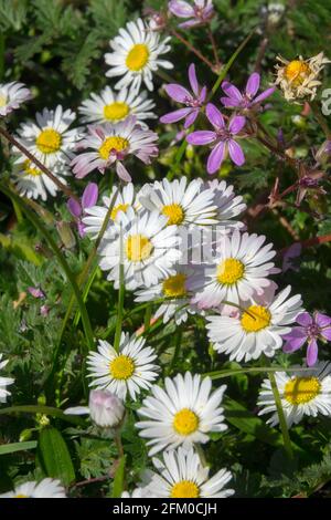 Gemein Gänseblümchen Rasen Gänseblümchen Bellis perennis Weiße Gänseblümchen schöner Rasen Unkraut kleine Blumen Gras Rasen weiß Rosa Erodium cicutarium Blume blühender Garten Stockfoto