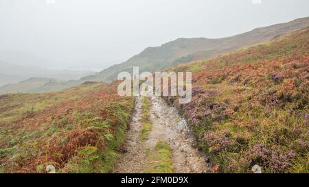 Wanderweg über Assynt's cnoc-and-loch in Heideblüte bei Regen Herbsttag in den nordwestlichen Highlands Schottlands Stockfoto