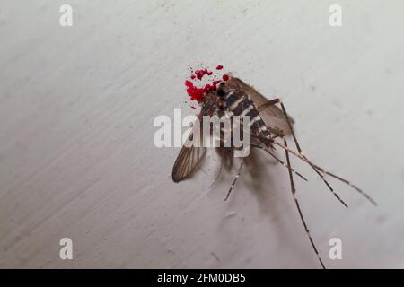 Getötete Denguemücke mit viel Blut an einer Wand. Nahaufnahme Mikrofoto Stockfoto