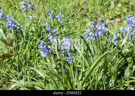 Klumpen spanischer Bluebells (Hyacinthoides hispanica) Stockfoto