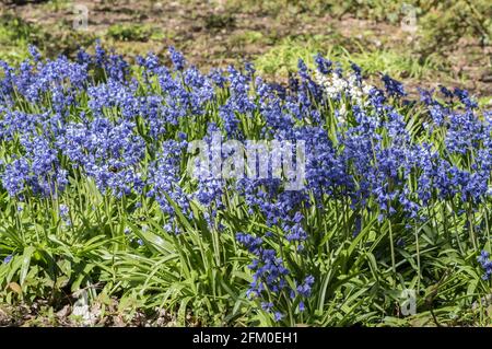 Klumpen spanischer Bluebells (Hyacinthoides hispanica) Stockfoto