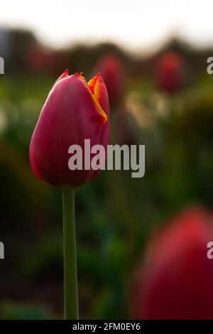 Frühlingsblumen rote Tulpe im Garten. Makrotulip Knospe. Vertikale Komposition, atmosphärisch verschwommener Hintergrund. Schönes Grußkarten-Design, festlich Stockfoto