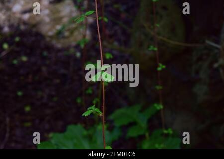 Nahaufnahme von wachsenden Bramble-Ästen und Dornen in Malta Stockfoto