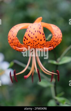 Einzelne gepunktete Lilienblume auf verschwommenem Hintergrund, Nahaufnahme Stockfoto