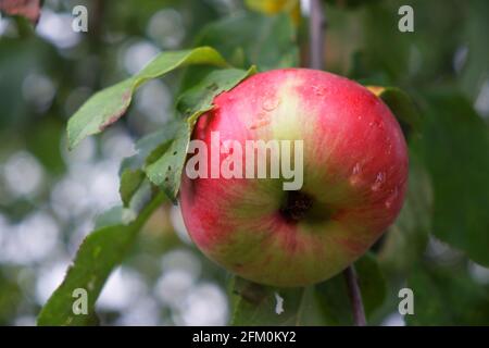 Ein großer, rotseitiger Apfel auf einem Ast, Nahaufnahme. Reife Früchte. Stockfoto