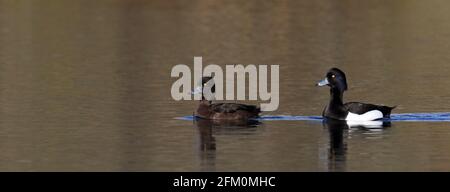 Ein Paar getuftete Ente, schwimmend in ruhigem Wasser, Frühlingszeit Stockfoto