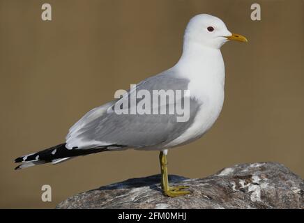 Gemeine Möwe, Larus canus, steht an der Küste Stockfoto