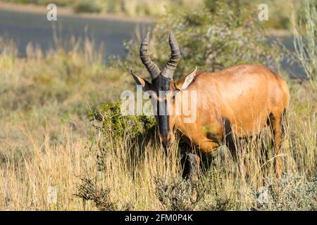 Rote Hartebeest-Antilope (Alcelaphus buselaphus caama) aus der Nähe in freier Wildbahn, neugierig und Blickkontakt im Karoo-Nationalpark Südafrika Stockfoto