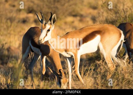 Springbok-Antilope (Antidorcas marsupialis) in der Nähe im Karoo National Park, Südafrika Stockfoto