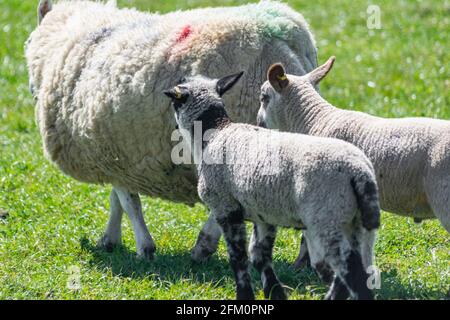 Freilandige Schaffamilie, die an sonnigen Tagen auf einem britischen Grasland spazierengeht. Schafe und zwei junge Lämmer folgen Stockfoto