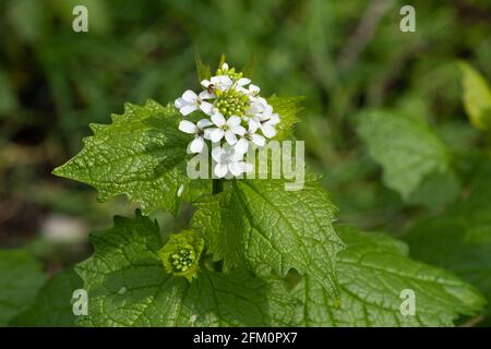 Knoblauchsenf (Alliaria petiolata), blühende Pflanze aus der Familie der Brassicaceae, Mai, Großbritannien Stockfoto