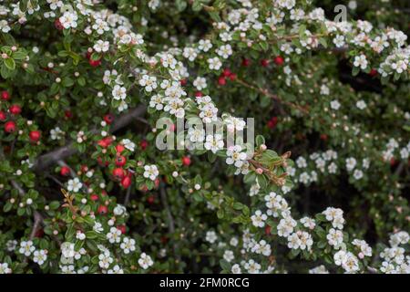 Blühender Cotoneaster-Mikrophyllus-Strauch Stockfoto