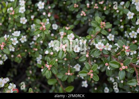 Blühender Cotoneaster-Mikrophyllus-Strauch Stockfoto