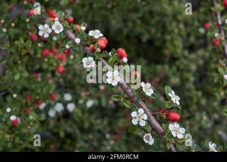 Blühender Cotoneaster-Mikrophyllus-Strauch Stockfoto