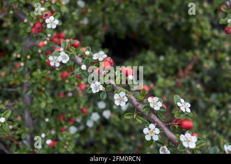 Blühender Cotoneaster-Mikrophyllus-Strauch Stockfoto