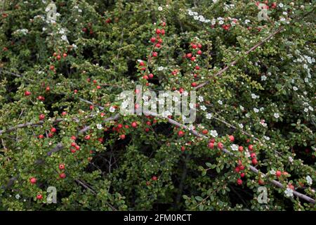 Blühender Cotoneaster-Mikrophyllus-Strauch Stockfoto