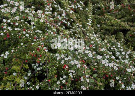 Blühender Cotoneaster-Mikrophyllus-Strauch Stockfoto