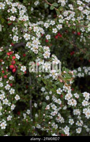 Blühender Cotoneaster-Mikrophyllus-Strauch Stockfoto