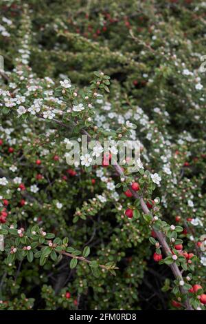 Blühender Cotoneaster-Mikrophyllus-Strauch Stockfoto