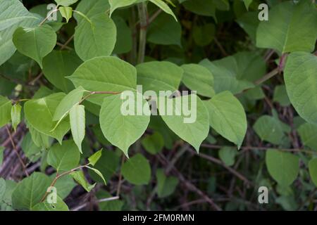 Reynoutria japonica Zweig aus nächster Nähe Stockfoto