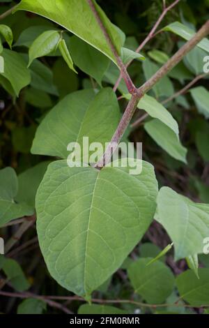 Reynoutria japonica Zweig aus nächster Nähe Stockfoto