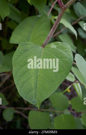 Reynoutria japonica Zweig aus nächster Nähe Stockfoto