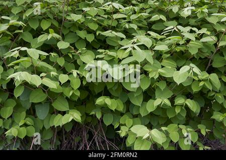 Reynoutria japonica Zweig aus nächster Nähe Stockfoto