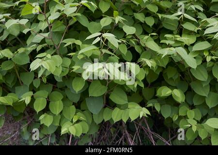 Reynoutria japonica Zweig aus nächster Nähe Stockfoto