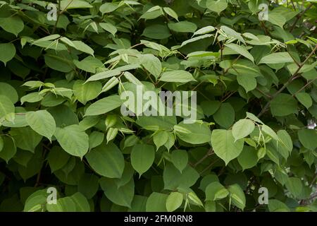 Reynoutria japonica Zweig aus nächster Nähe Stockfoto